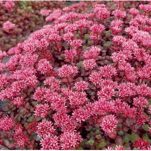 Kaukasus-Fetthenne 'Fuldaglut' mit roten Blüten, Sedum im 9 cm Topf, Bodendecker.