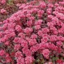 Kaukasus-Fetthenne 'Fuldaglut' mit roten Blüten, Sedum im 9 cm Topf, Bodendecker.