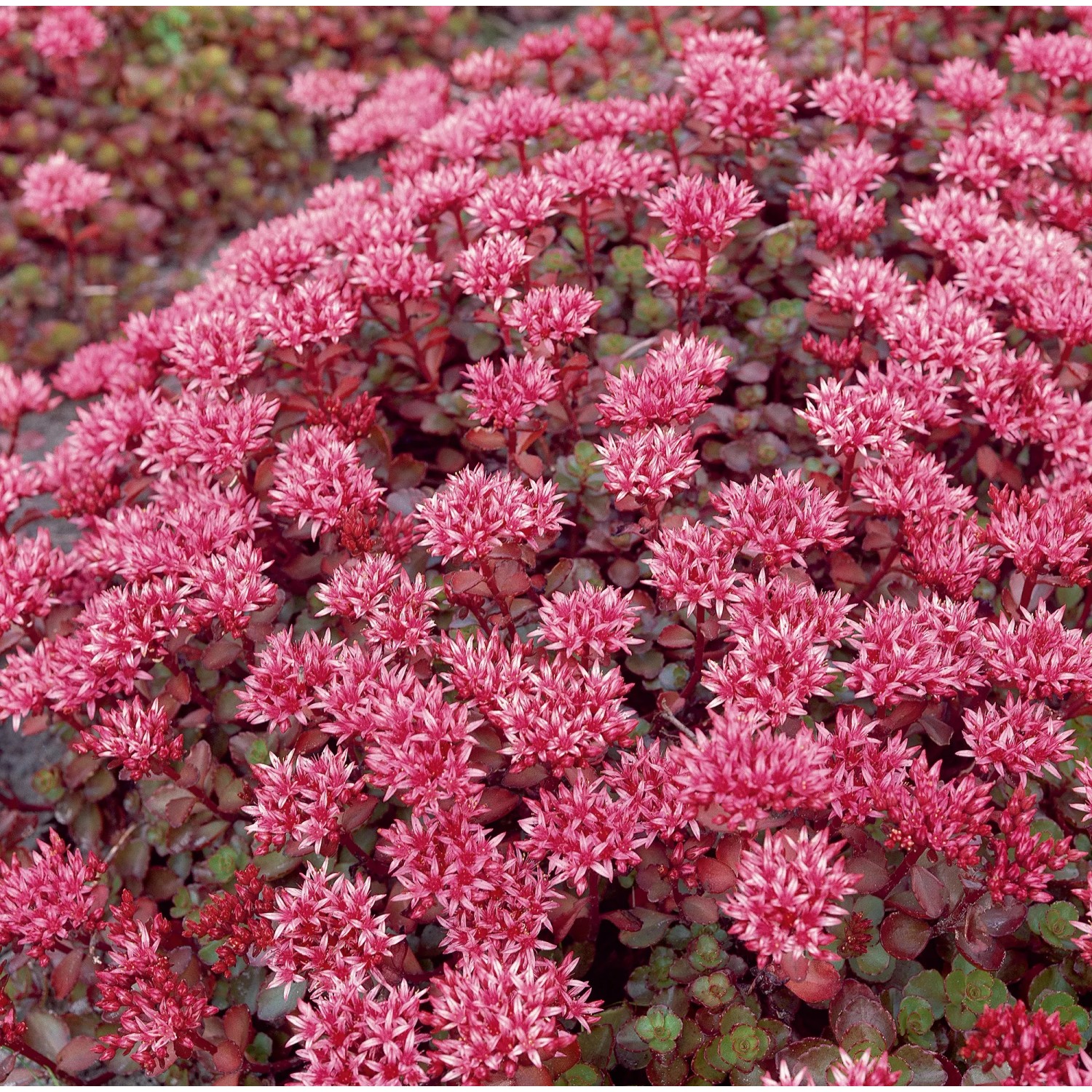Kaukasus-Fetthenne 'Fuldaglut' mit roten Blüten, Sedum im 9 cm Topf, Bodendecker.