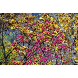 Baumfink Pfaffenhütchen (Euonymus europaeus) mit leuchtend pinken Früchten und gelbem Herbstlaub.