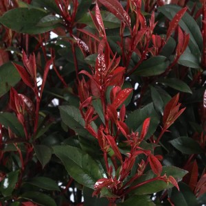 KENTIS Photinia x Fraseri Robusta Compacta Sphere H 70/80 cm Topf Ø 30 cm