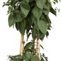 Fuchsie Pyramide im Topf, ca. 18 cm, mit rot-weißen Blüten, Kübelpflanze.