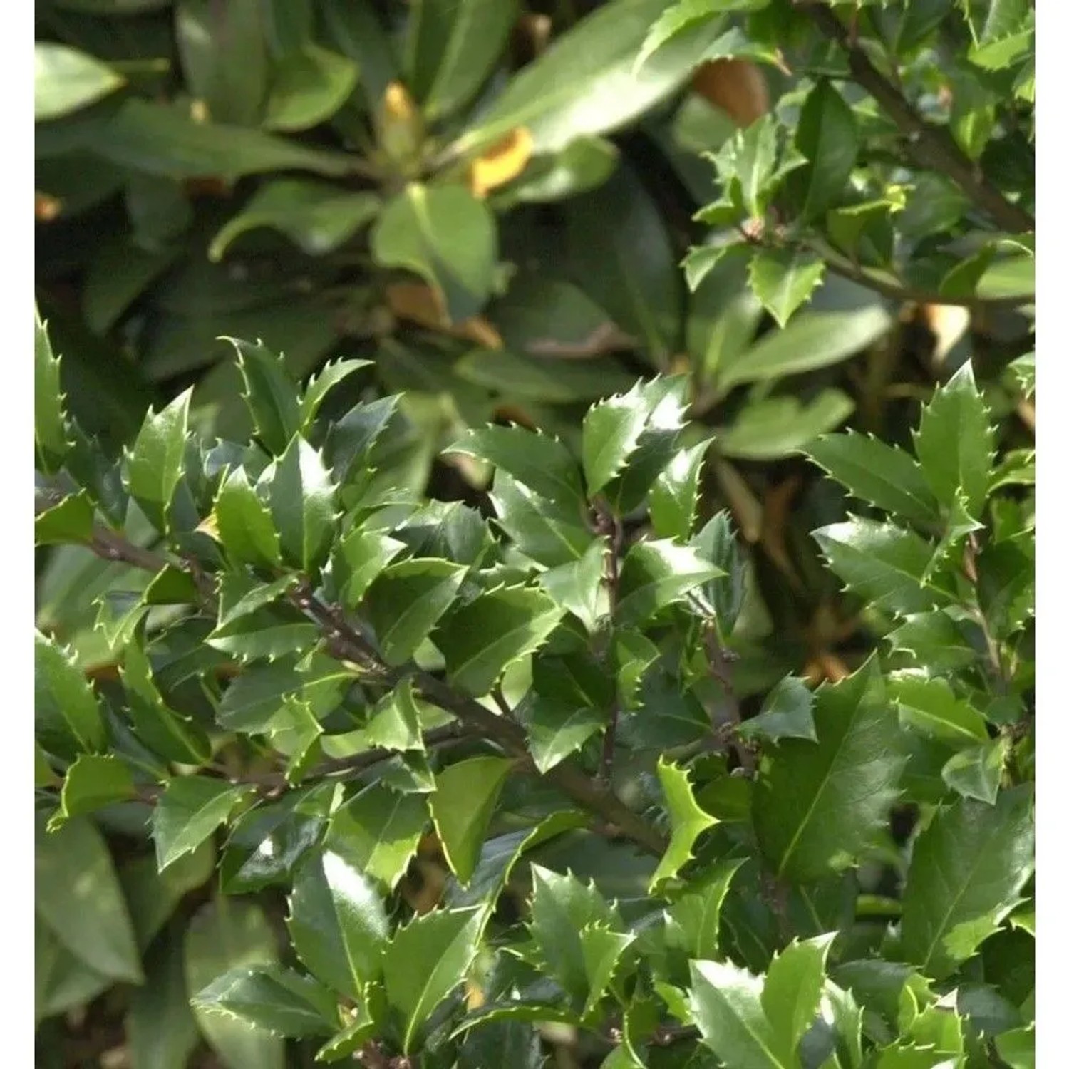 Hochstamm Stechpalme Ilex Heckenstar 60-80cm - Ilex meserveae