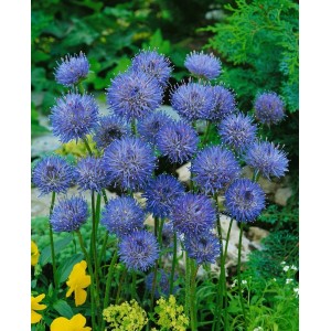 Blaue Sandrapunzel (Jasione laevis 'Blaulicht') im 9x9 cm Topf, blühende Staude.