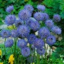 Blaue Sandrapunzel (Jasione laevis 'Blaulicht') im 9x9 cm Topf, blühende Staude.