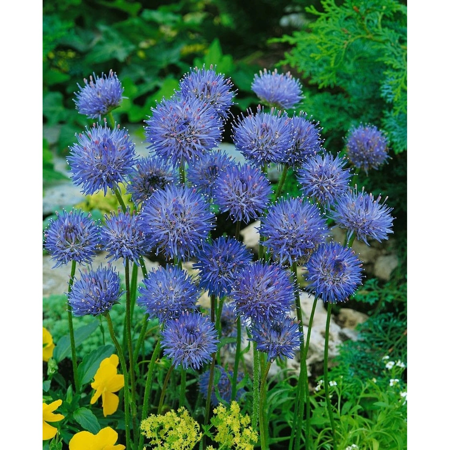 Jasione Laevis Blaulicht Sandrapunzel Ca. 9x9 cm Topf günstig online kaufen