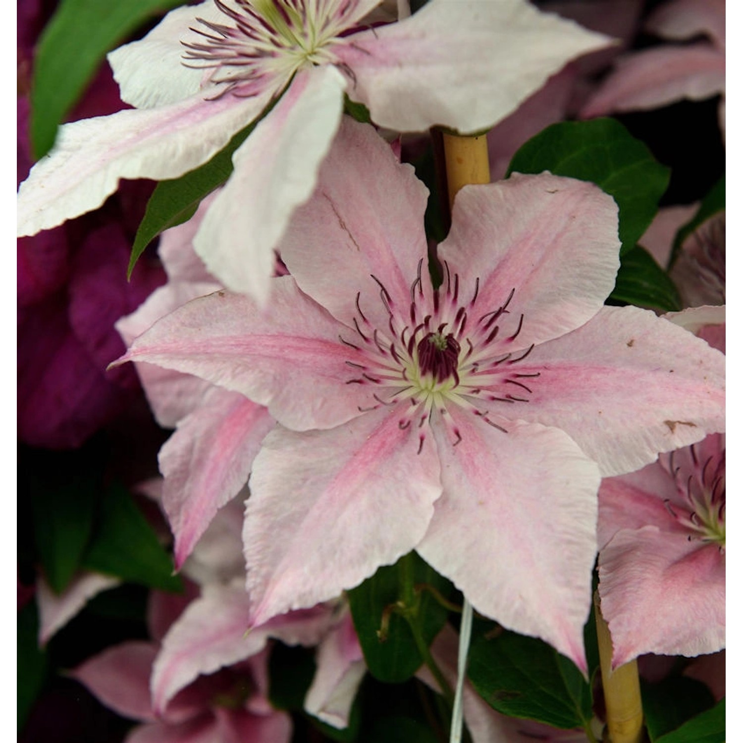 Waldrebe Pink Fantasy 40-60cm - Clematis