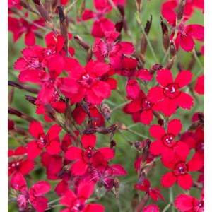 Leuchtend rote Heidennelke (Dianthus deltoides) im Detail.