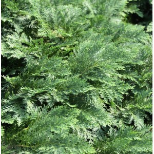 Nahaufnahme der grünen Scheinzypresse 'Nidiformis' als Hochstamm, Detailaufnahme der Nadeln.