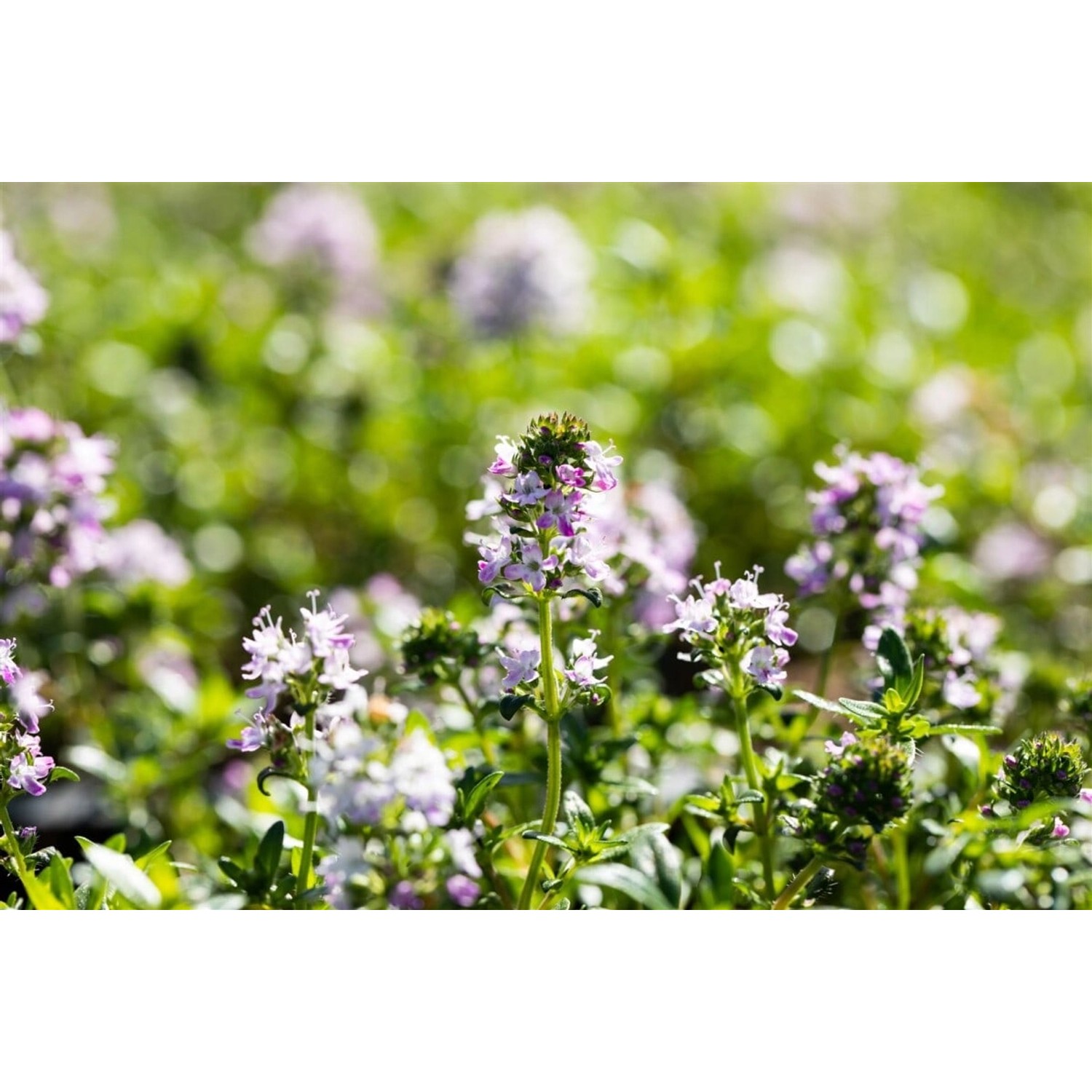 Blühender Thymian Longicaulis Odoratus im 9x9 cm Topf, ein aromatischer Bodendecker.