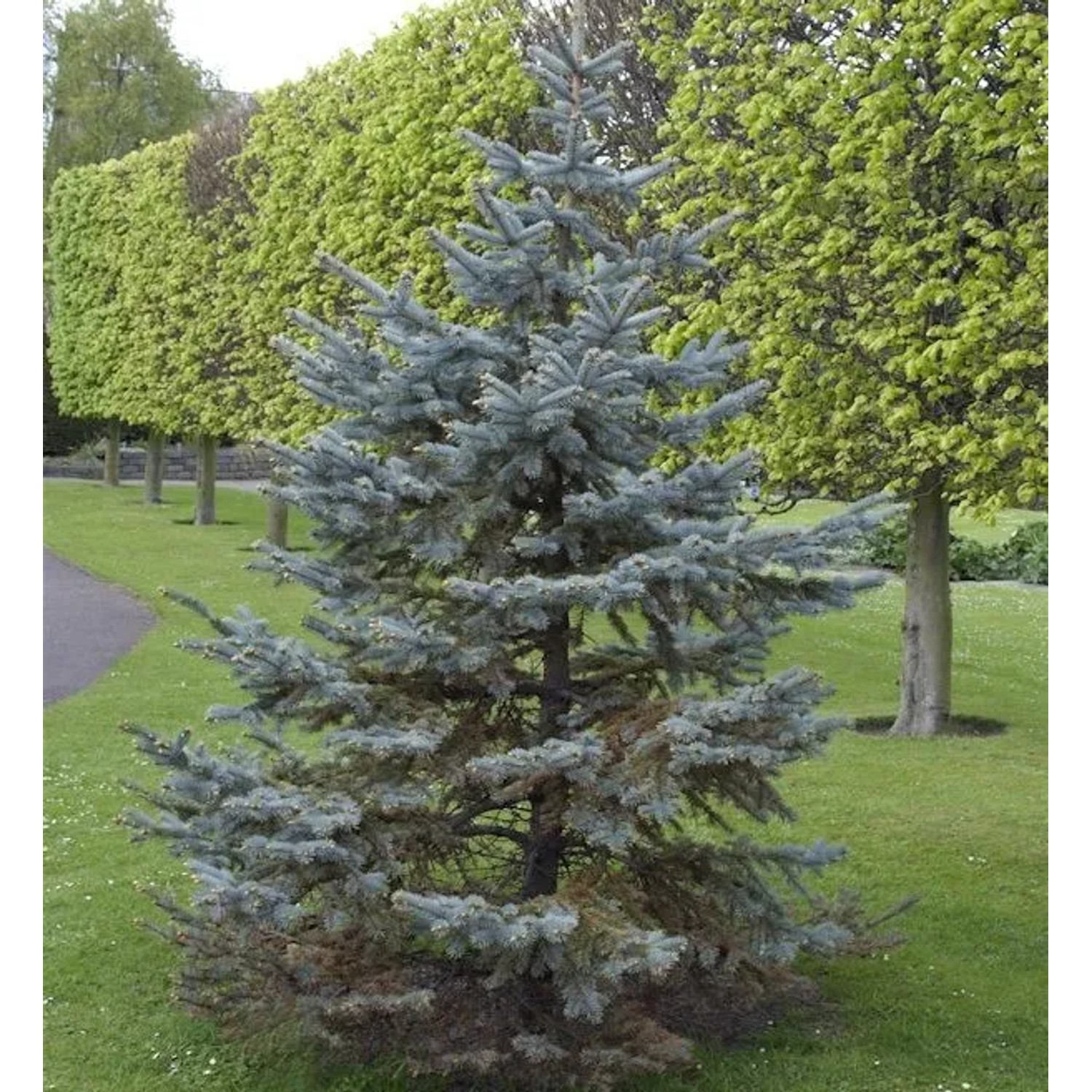 Silberfichte Blaufichte Hoopsii 50-60cm - Picea pungens