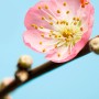 Komar Vlies Fototapete Peach Blossom, Nahaufnahme einer rosa Blüte vor blauem Hintergrund.