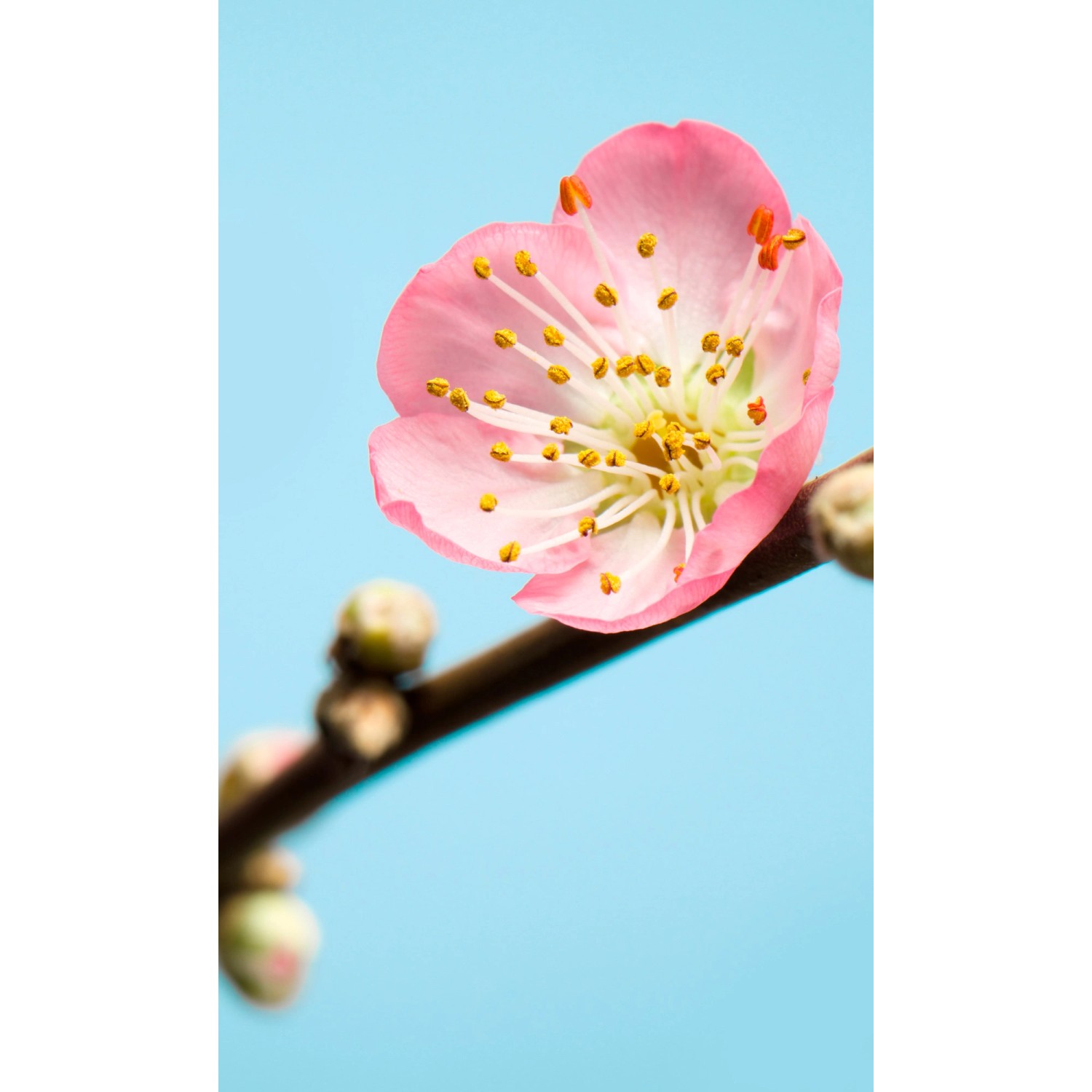 Komar Fototapete Peach Blossom Kirschblüte B/L: ca. 150x250 cm günstig online kaufen