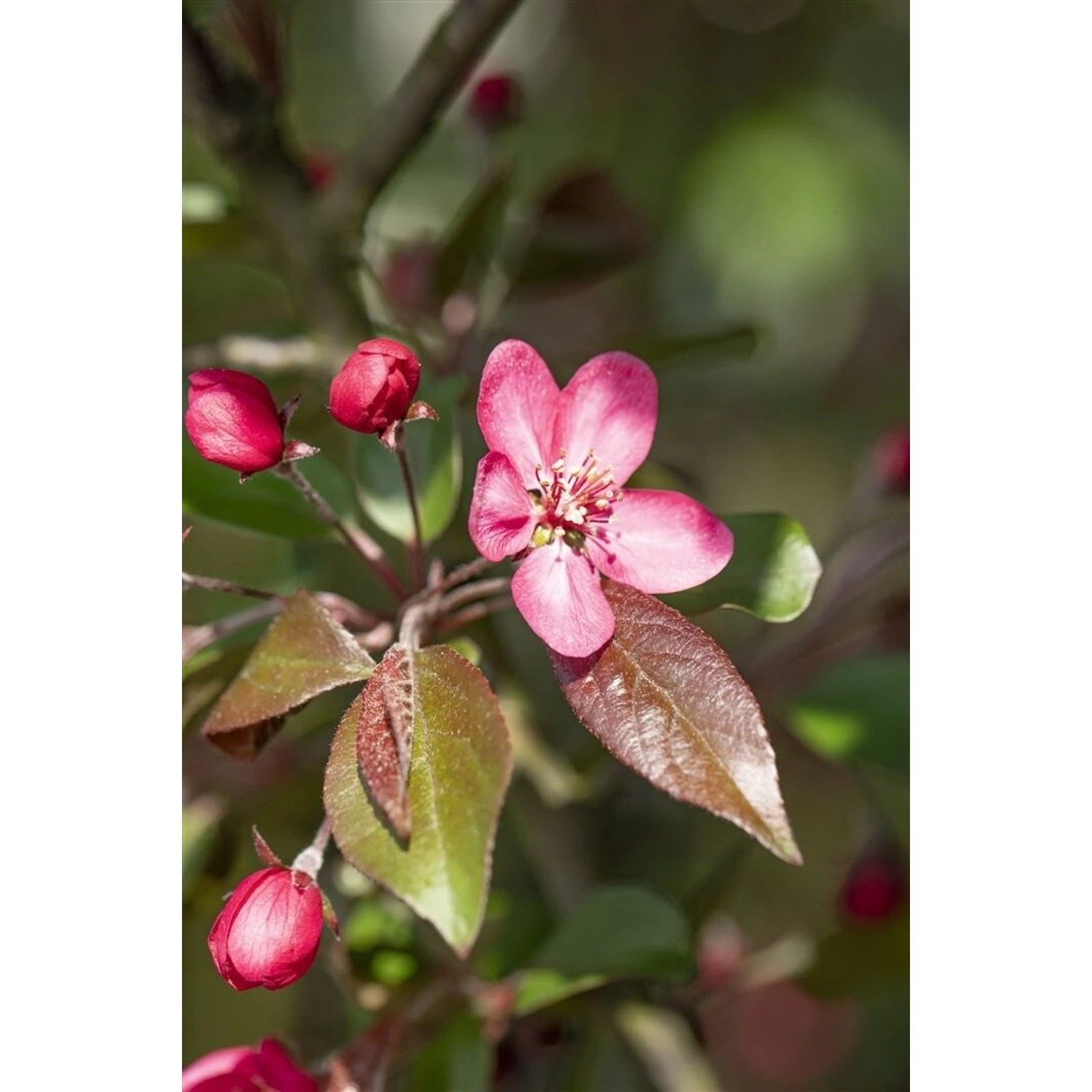 Malus Liset Zierapfel Dunkelrot 60–100 cm günstig online kaufen