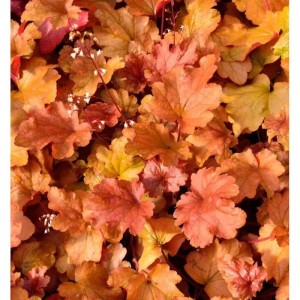 Purpurglöckchen 'Peach Flambé' (Heuchera brizoides) mit orangefarbenen Blättern.
