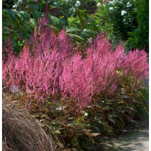 Prachtspiere 'Aphrodite' (Astilbe simplicifolia) mit rosa Blüten im Garten.