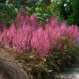 Prachtspiere 'Aphrodite' (Astilbe simplicifolia) mit rosa Blüten im Garten.
