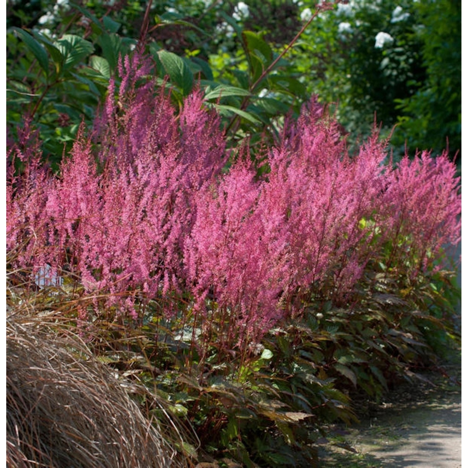 Prachtspiere Aphrodite - Astilbe simplicifolia günstig online kaufen