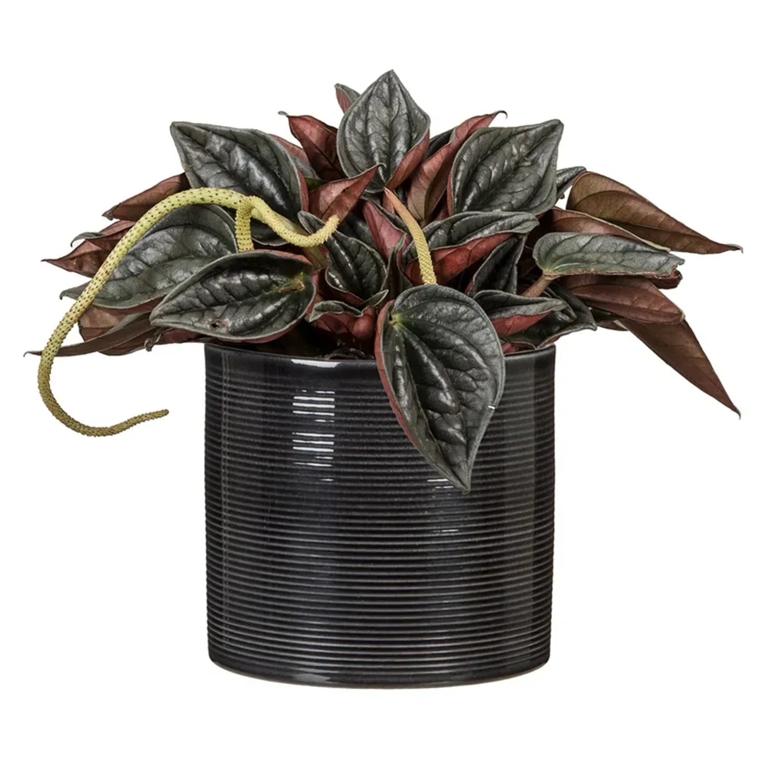 Scheurich Übertopf 828 Classic Mix, Ø 9cm, mit Pflanze. Keramiktopf in dunkler Farbe mit horizontalen Rillen.