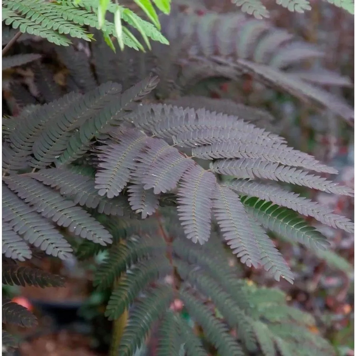 Seidenakazie Summer Chocolate - Schlafbaum 40-60cm - Albizia julibrissin