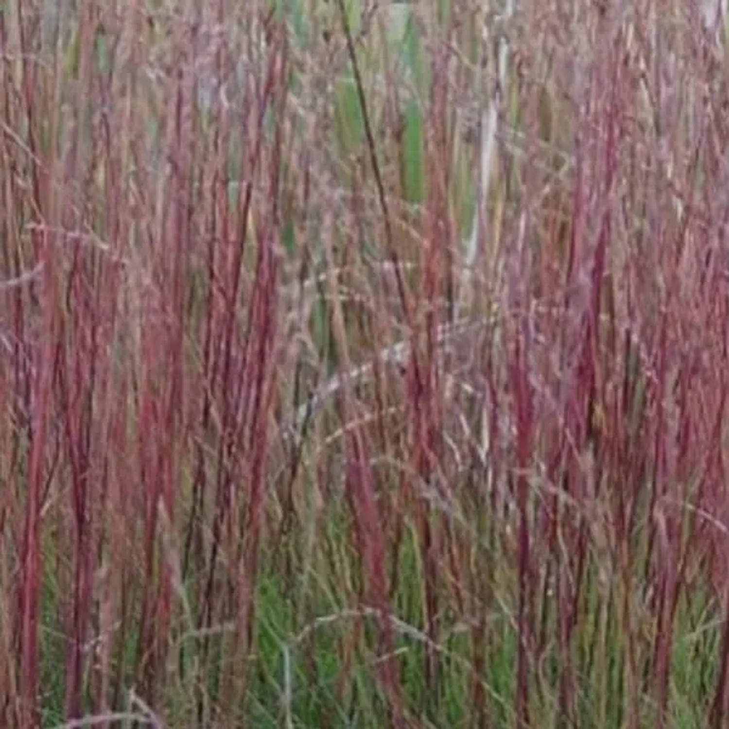 6 x Blauschwingel 'Amethystina' Festuca amethystina Topf 9cm Blauviolettes Laub