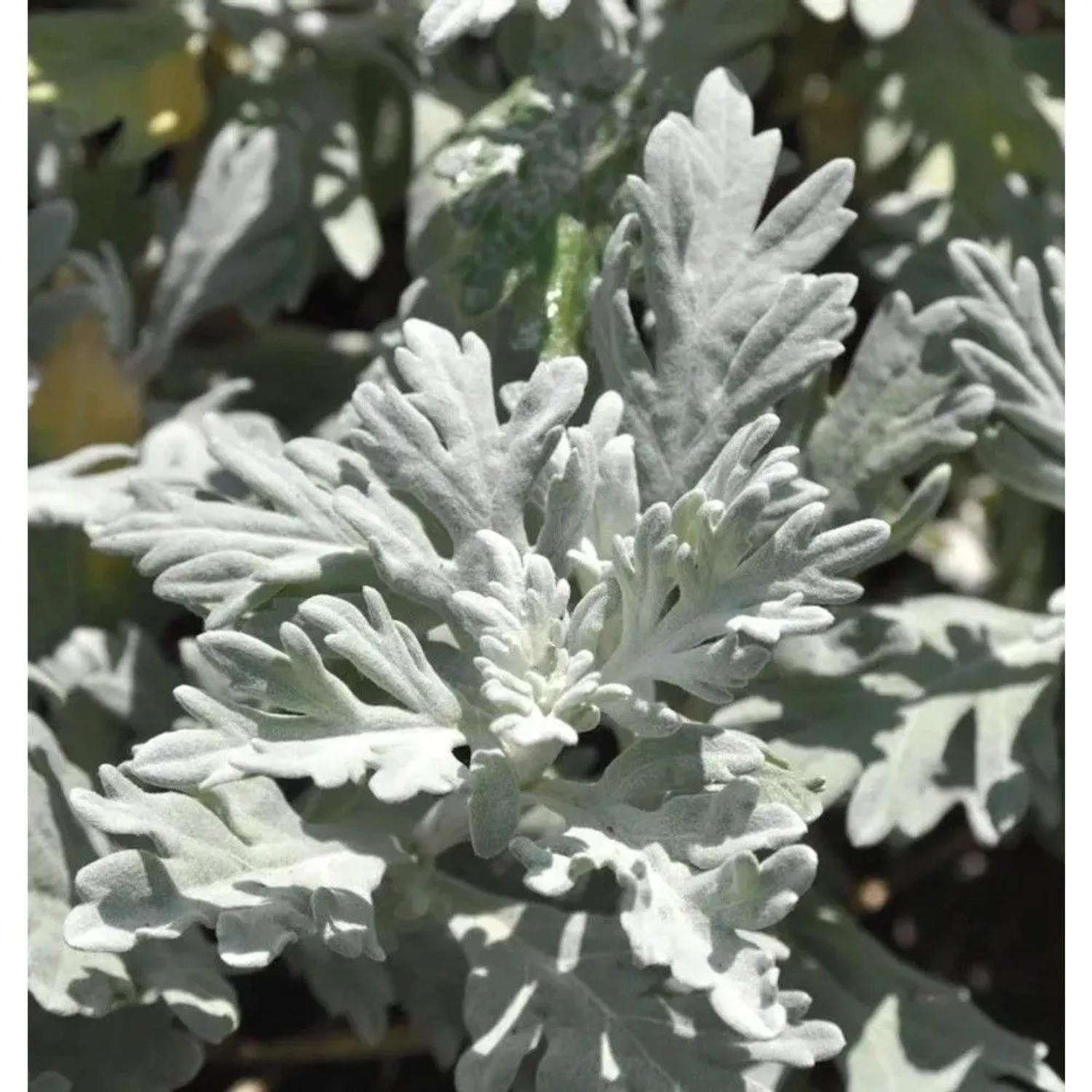 Gabelblatt - Silberraute - Artemisia stelleriana