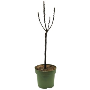 Bio Zwergobst Birne im Topf, ca. 120-140cm hoch. Ideal für Kübel.