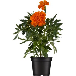 Studentenblume im Topf mit orangefarbenen Blüten, ideal für Balkon und Garten.