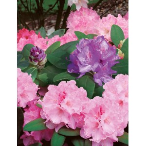 Blühende Rhododendren in Rosa und Lila, gedüngt mit Hauert Rhododendrondünger.