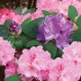 Blühende Rhododendren in Rosa und Lila, gedüngt mit Hauert Rhododendrondünger.