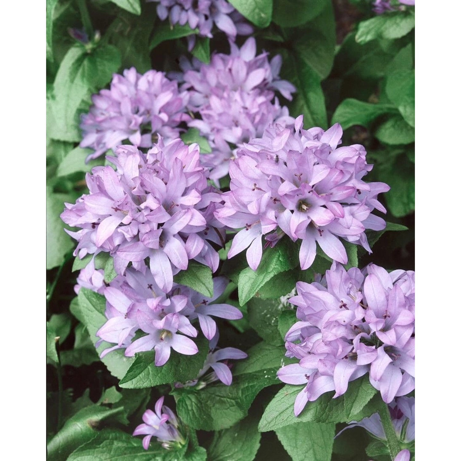 Campanula Glomerata Caroline Knäuelglockenblume Ca. 9x9 cm Topf günstig online kaufen
