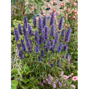 Violette Agastache Rugosa Black Adder Duftnessel im 11x11 cm Topf.