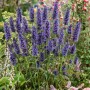 Violette Agastache Rugosa Black Adder Duftnessel im 11x11 cm Topf.