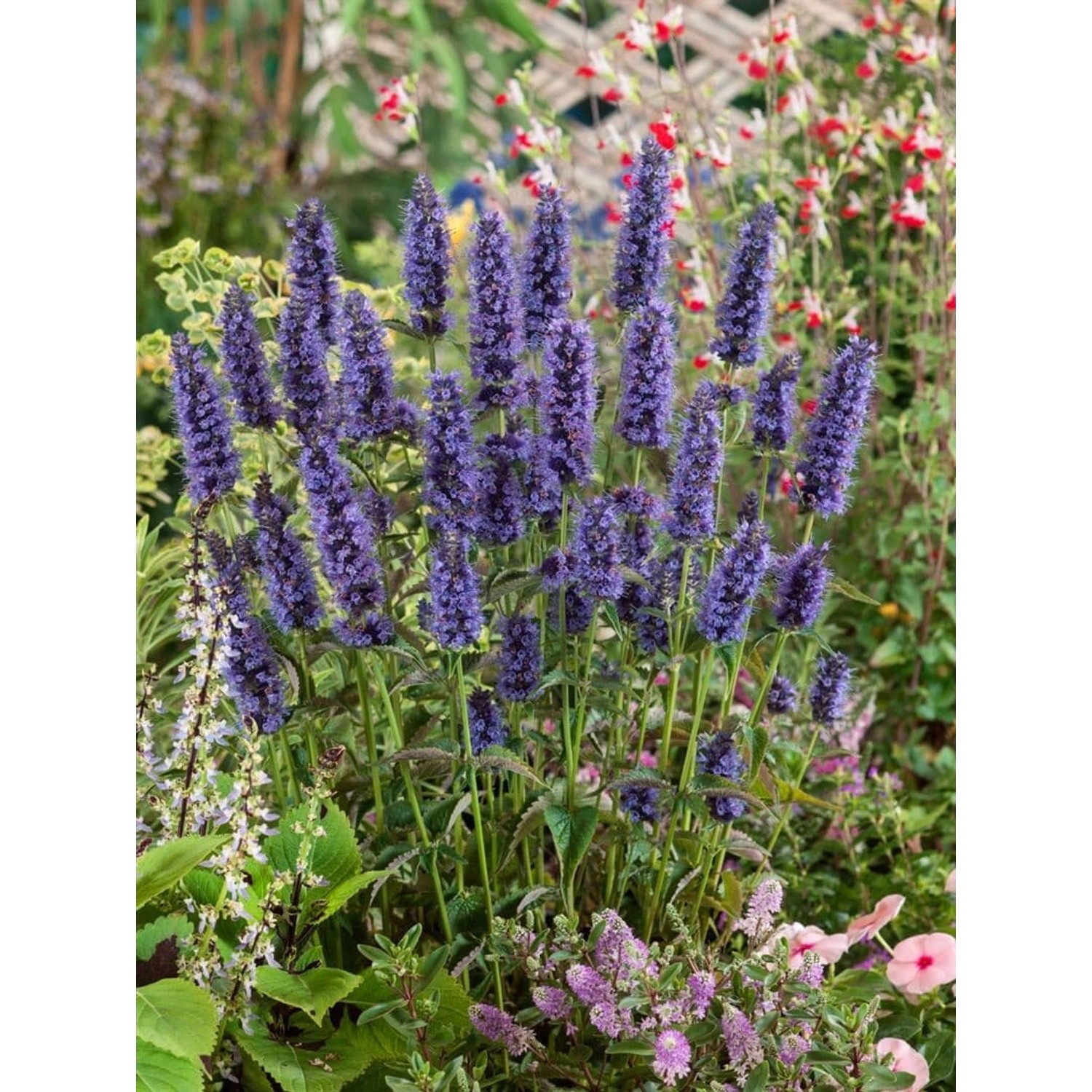 Violette Agastache Rugosa Black Adder Duftnessel im 11x11 cm Topf.