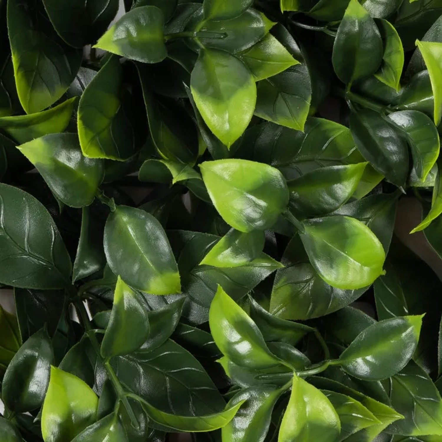 monstera deliciosa 'thai constellation' Monstera Thai Constellation main image 1