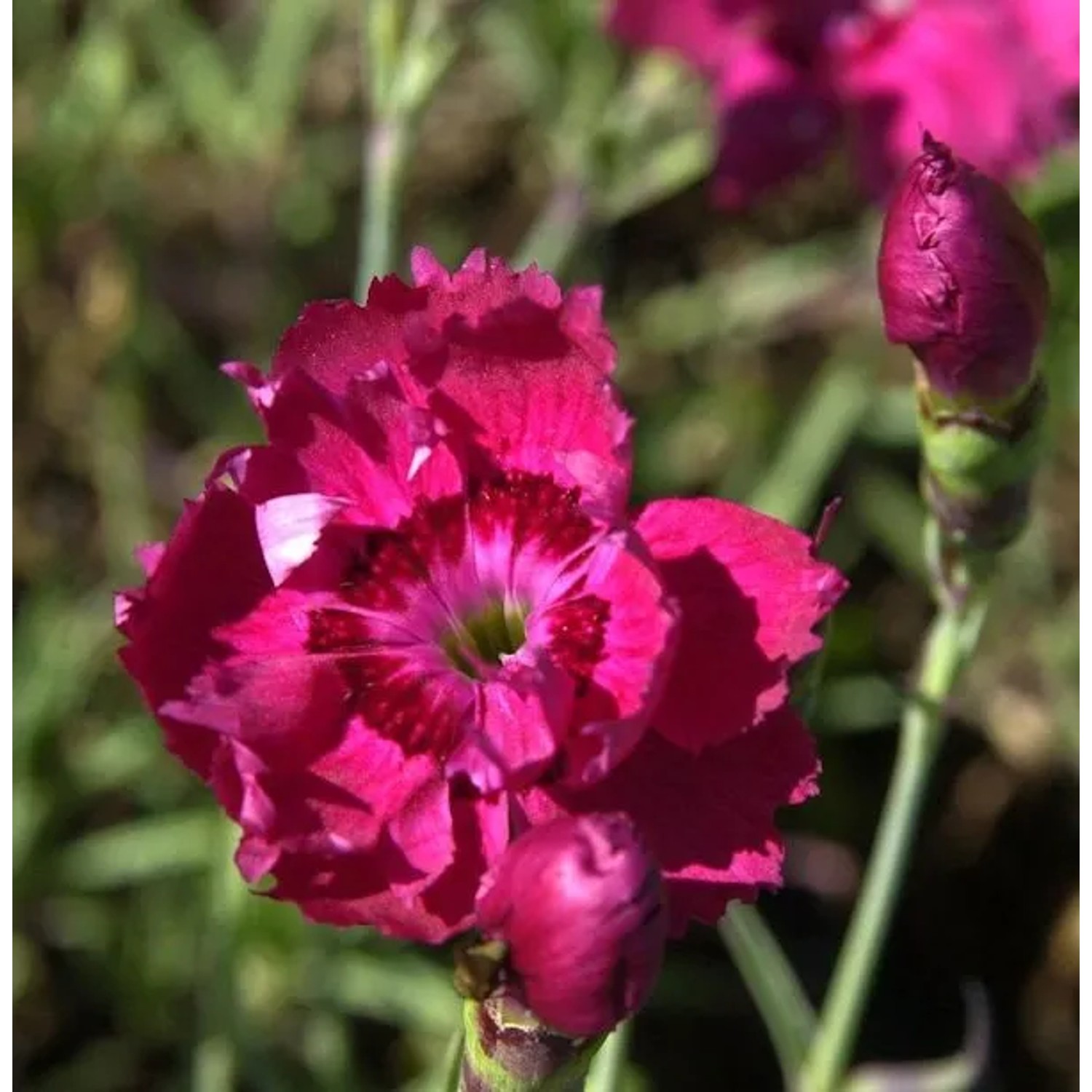 Pfingstnelke Rotkäppchen - Dianthus gratianopolitanus