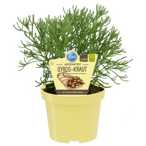 Blu Bio-Gyros-Kraut im Topf (Ø 12cm). Aromatische Kräuter für Gyros und Fleischgerichte.