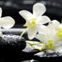 Glasbild: Drei gelbe Blüten auf schwarzen Steinen mit Wassertropfen, 80x30 cm.