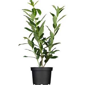 Kirschlorbeer Caucasica im Topf, ca. 80-100 cm hoch, ideal für Hecken.