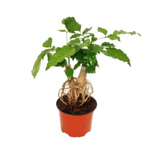 Zimmeresche Radermachera Sinica mit sichtbaren Wurzeln im 12cm Topf.