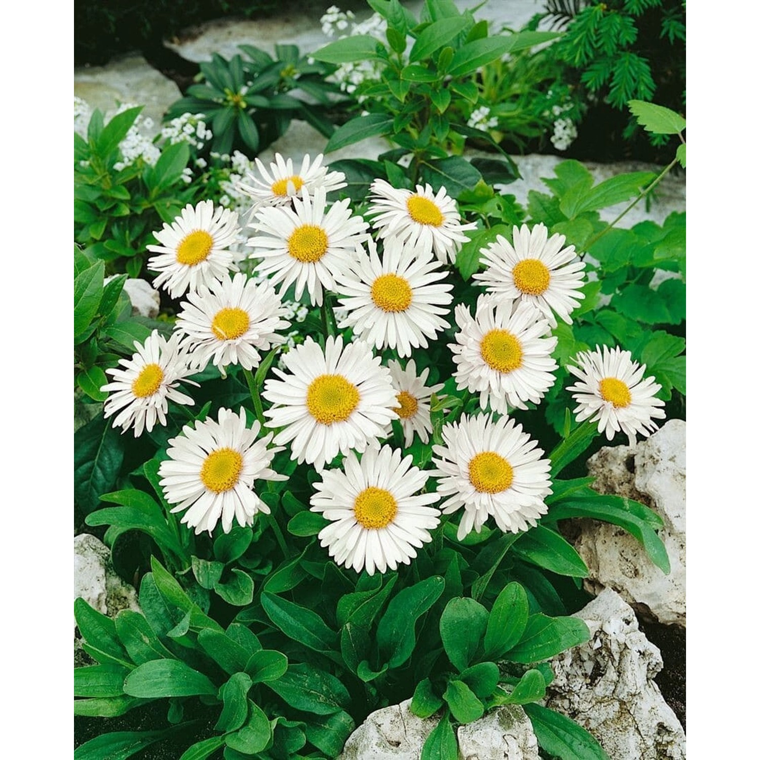 Aster Alpinus Albus Alpenaster Ca. 9x9 cm Topf günstig online kaufen