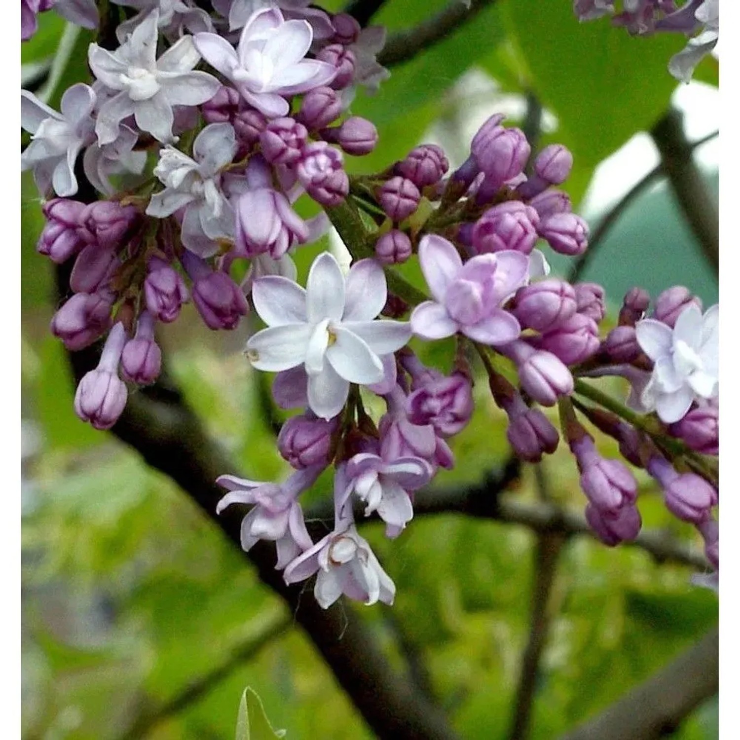 Edelflieder Boule Azuree - Kircher-Collection 40-60cm - Syringa vulgaris
