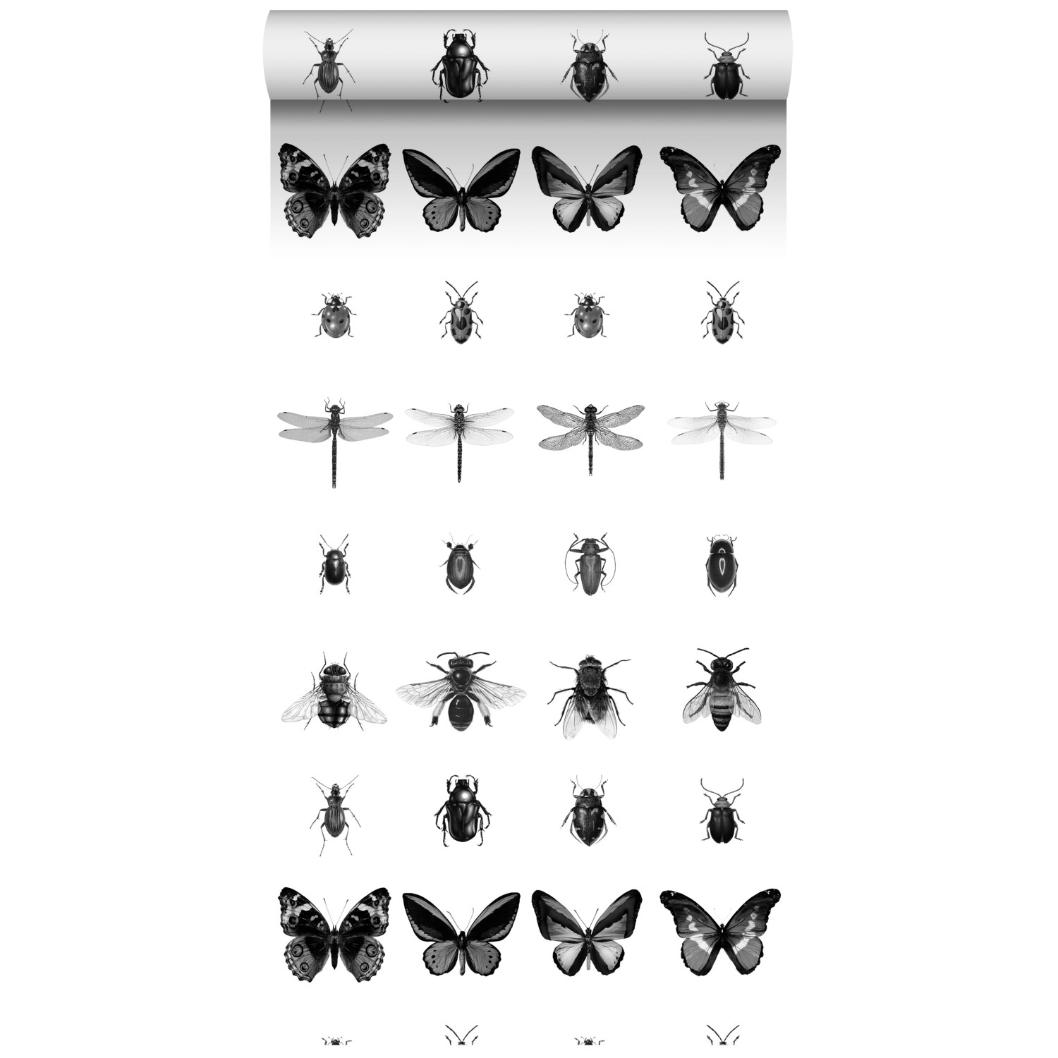 ESTAhome XXL-Vliestapete Zeichnungen von Insekten Schwarz-Weiß 50 x 900 cm günstig online kaufen