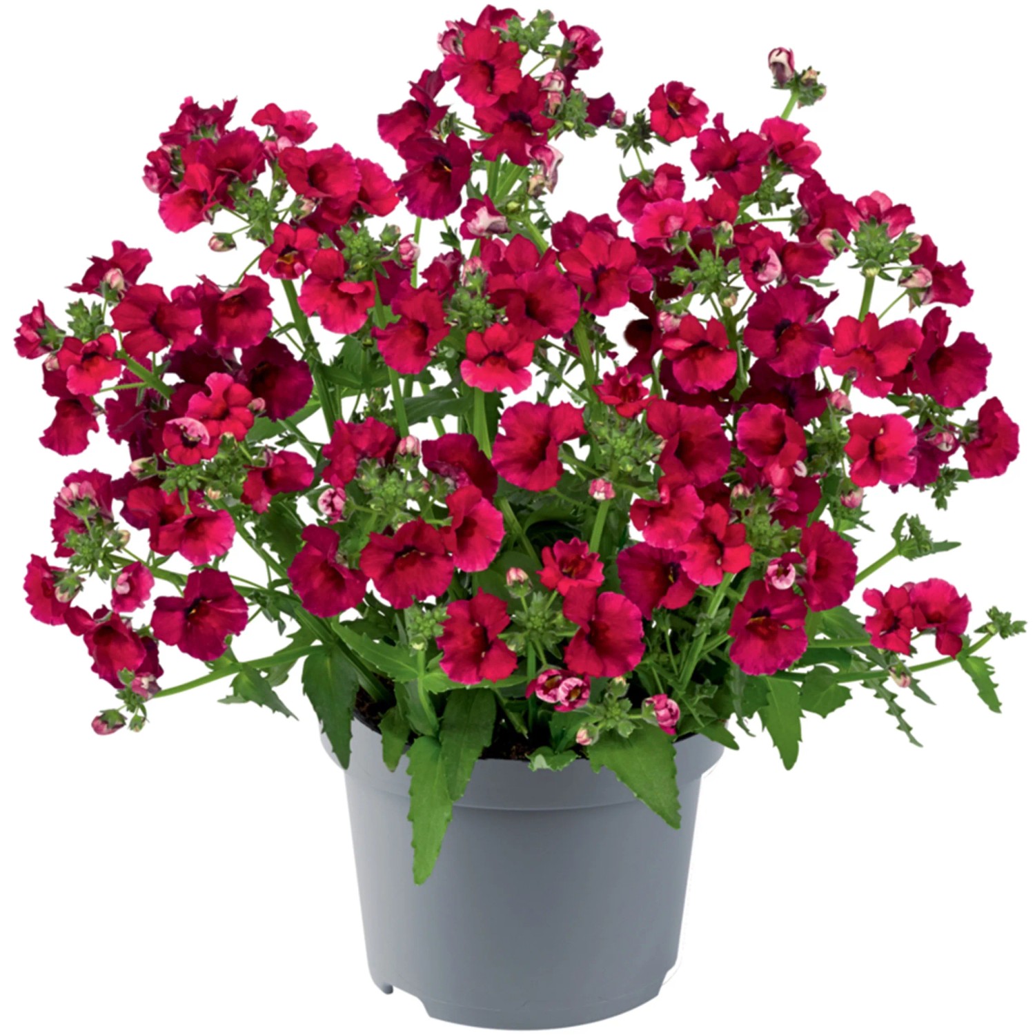 Elfenspiegel im Topf, ca. 10,5 cm Durchmesser, mit üppigen, dunkelroten Blüten.