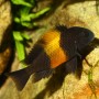 Nahaufnahme eines Malawi-Buntbarsches. Fischfutter für Cichliden.