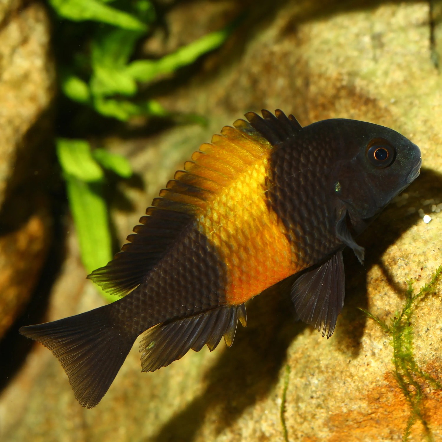 Nahaufnahme eines Malawi-Buntbarsches. Fischfutter für Cichliden.