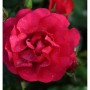 Nahaufnahme einer roten Bodendeckerrose 'Gärtnerfreunde' mit Wassertropfen.
