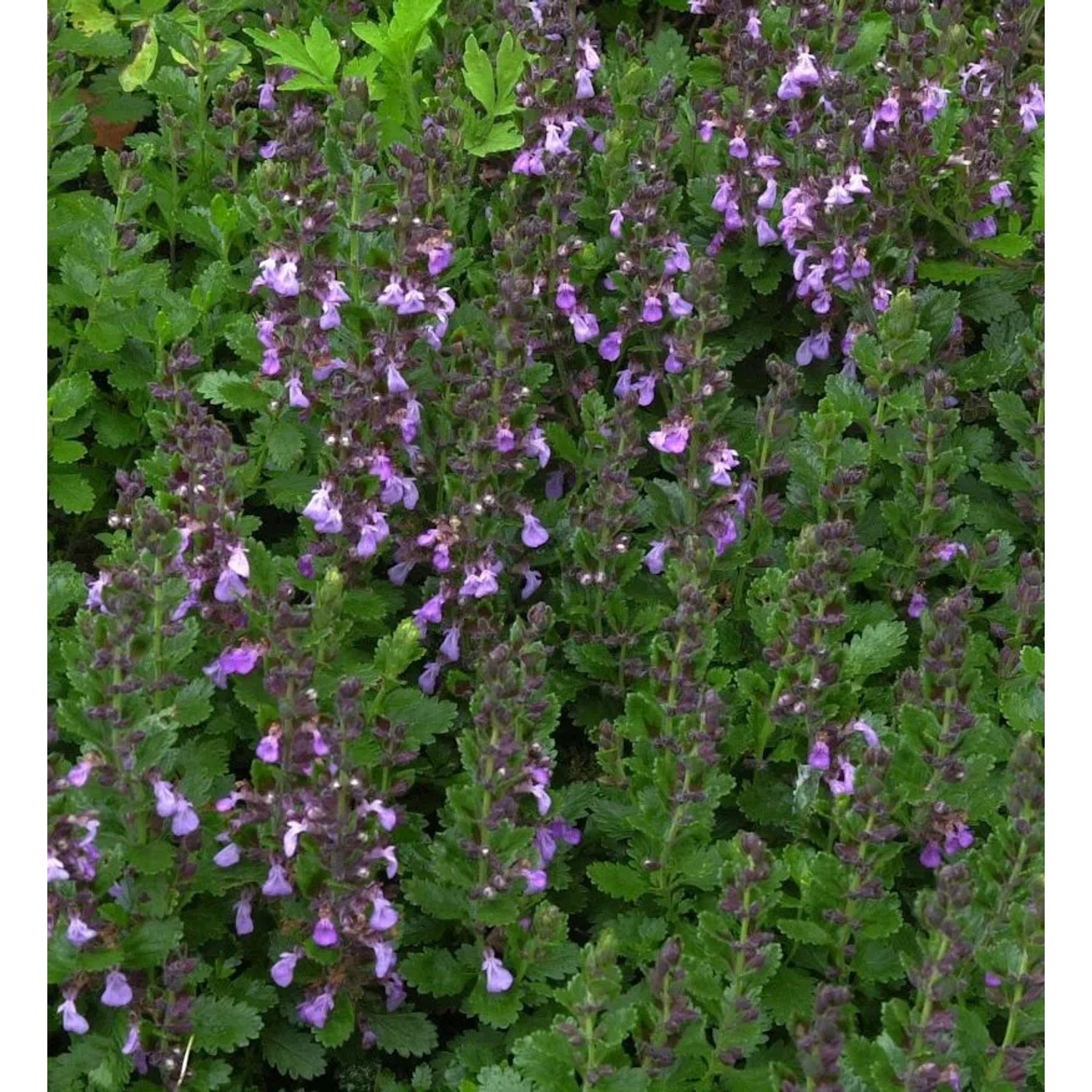 Echter Gamander Nanum - Teucrium chamaedrys