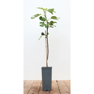 Ficus Carica 'Brown Turkey' Feigenbaum im Topf, ca. 40-60 cm hoch.