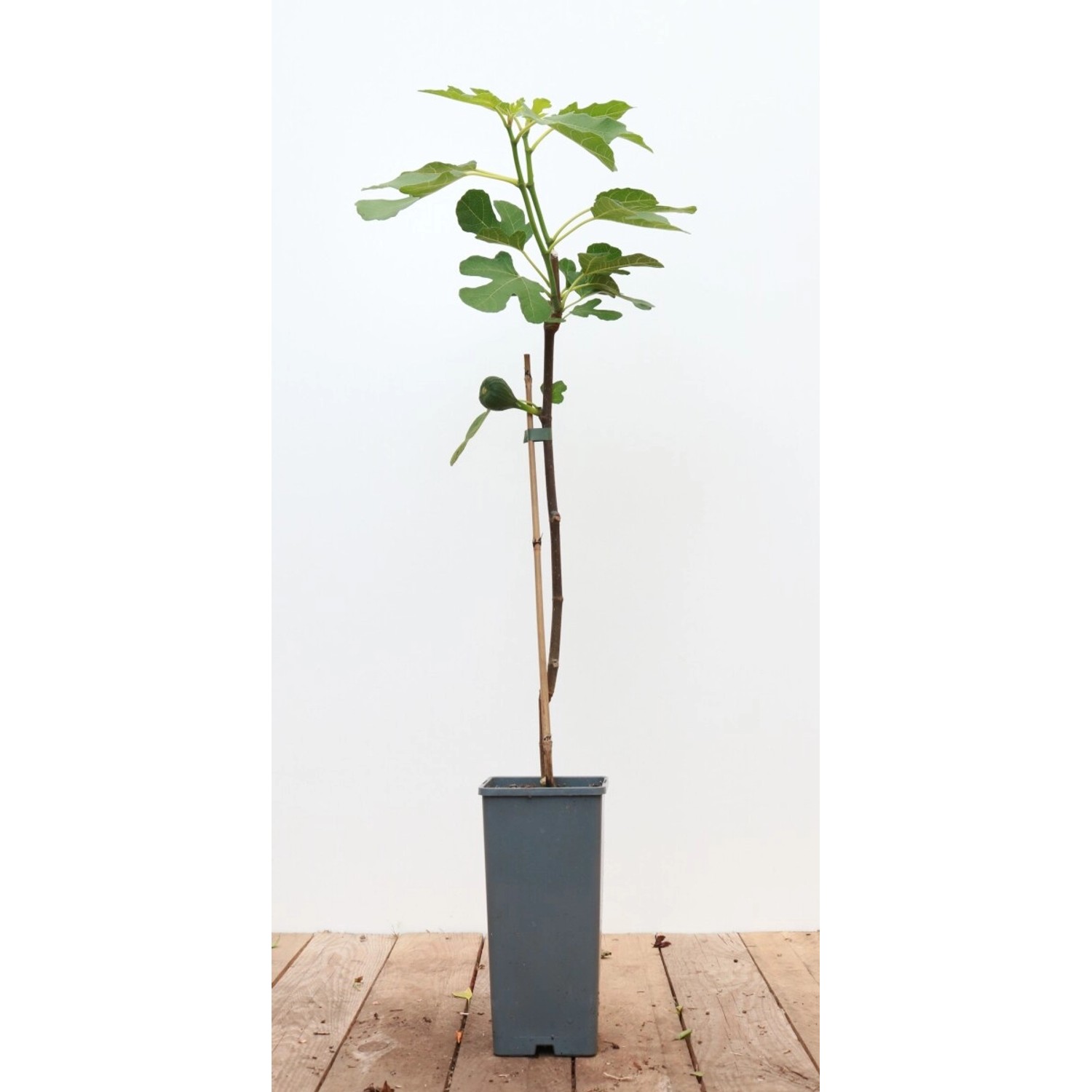 Ficus Carica Brown Turkey Echte Feige 40-60 cm günstig online kaufen